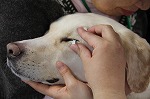 補助犬健康診断